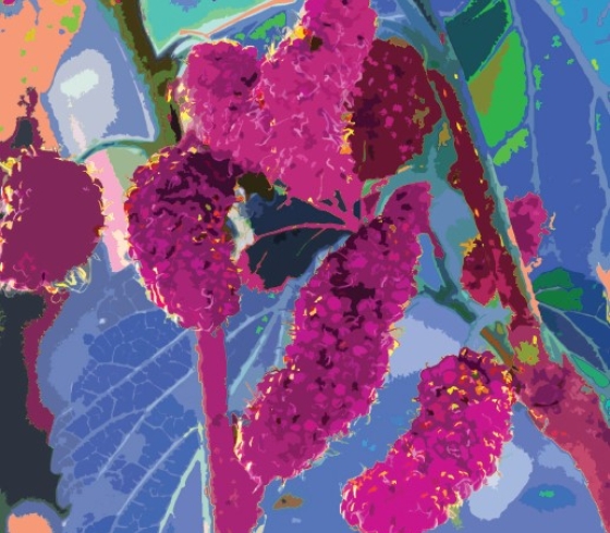 Color illustration of a red mulberry tree