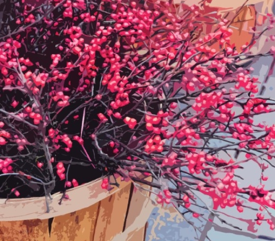 Color illustration of winterberries