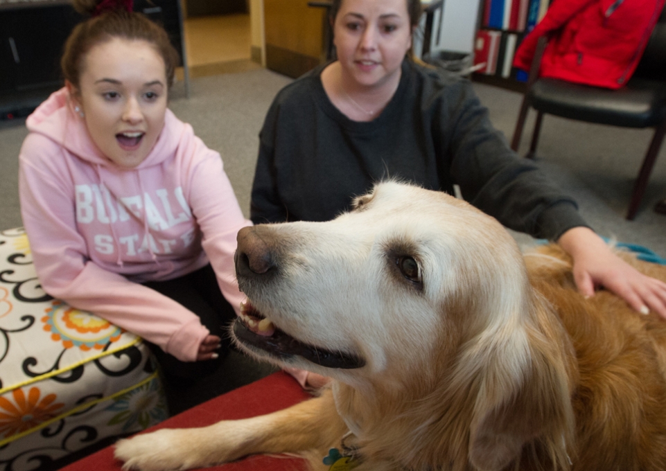 Child and adult petting senior golden retriever