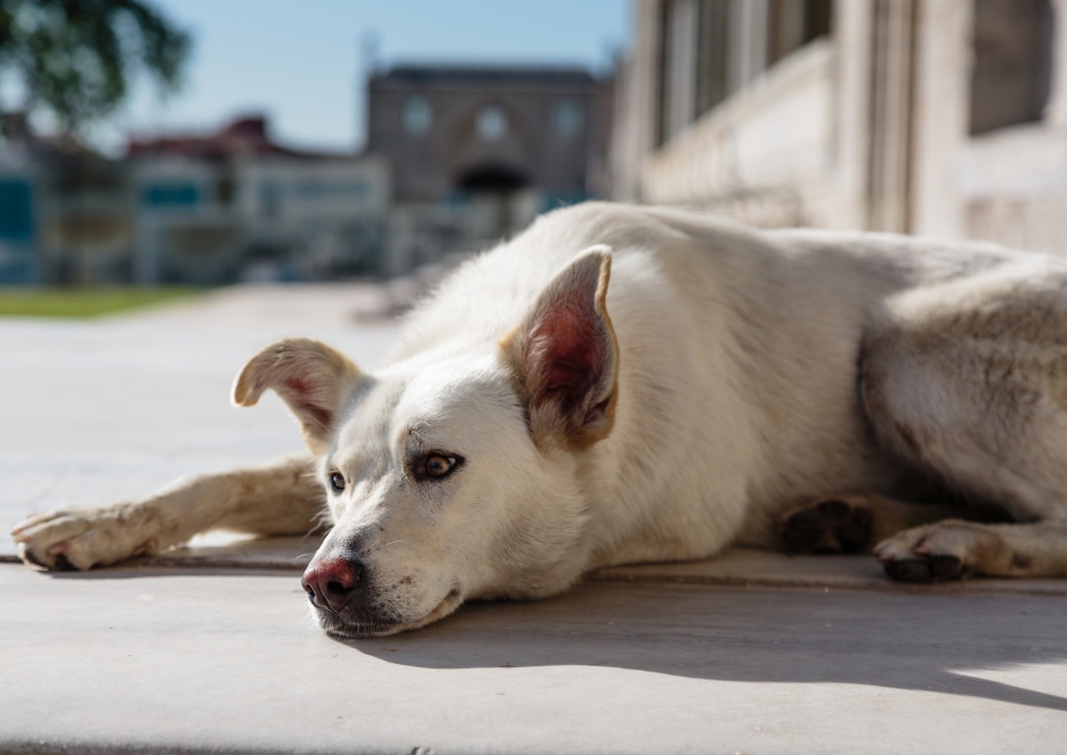 A white dog lying in front of the Suleymaniye Mosque - Istanbul